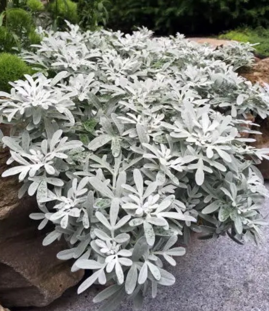 Artemisia stelleriana Boughton silver -артемисия сребриста, пелин сребрист (1603)